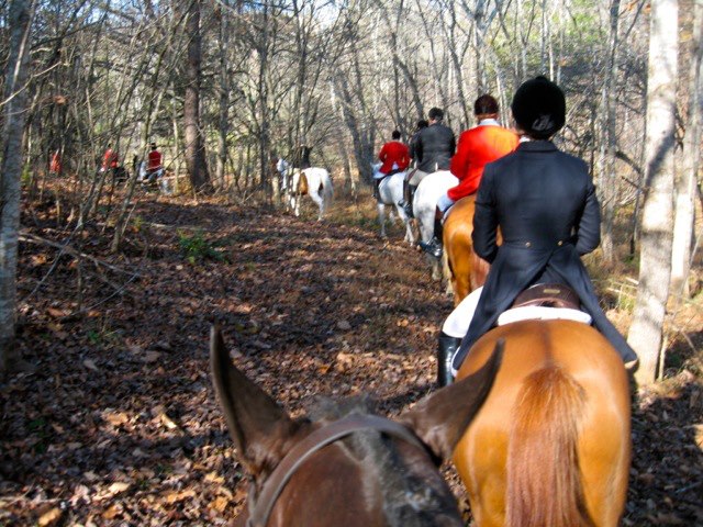 Equine Veterinarian in Keswick, VA